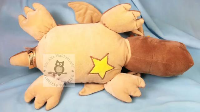 Fluffeldrache Samu von unten mit Stern